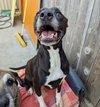 Gracie - Photo 12