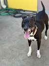 Gracie - Photo 17