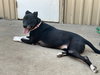 Gracie - Photo 18