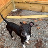 Gracie - Photo 11