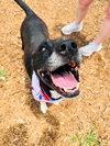 Gracie - Photo 10