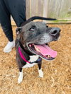 Gracie - Photo 6