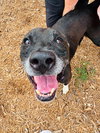 Gracie - Photo 9