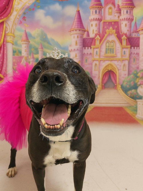 picture of the dog needing adoption