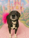 Gracie - Photo 3