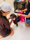 Gracie - Photo 5