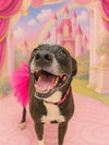 Gracie - Photo 4