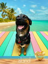 adoptable Dog in  named Zima