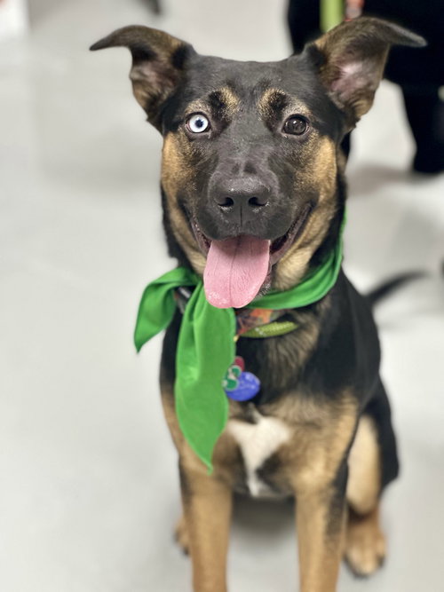 picture of the dog needing adoption
