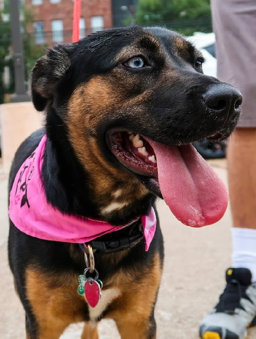 picture of the dog needing adoption