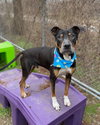 Duke - Photo 6