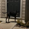 Duke - Photo 9