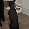 Duke - Photo 10