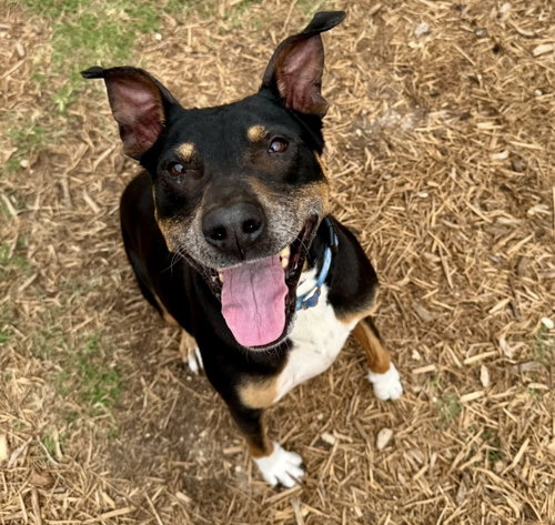 picture of the dog needing adoption