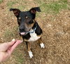 Duke - Photo 2