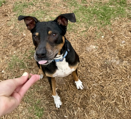 Duke — thumbnail 2