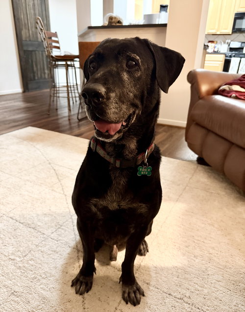 picture of the dog needing adoption