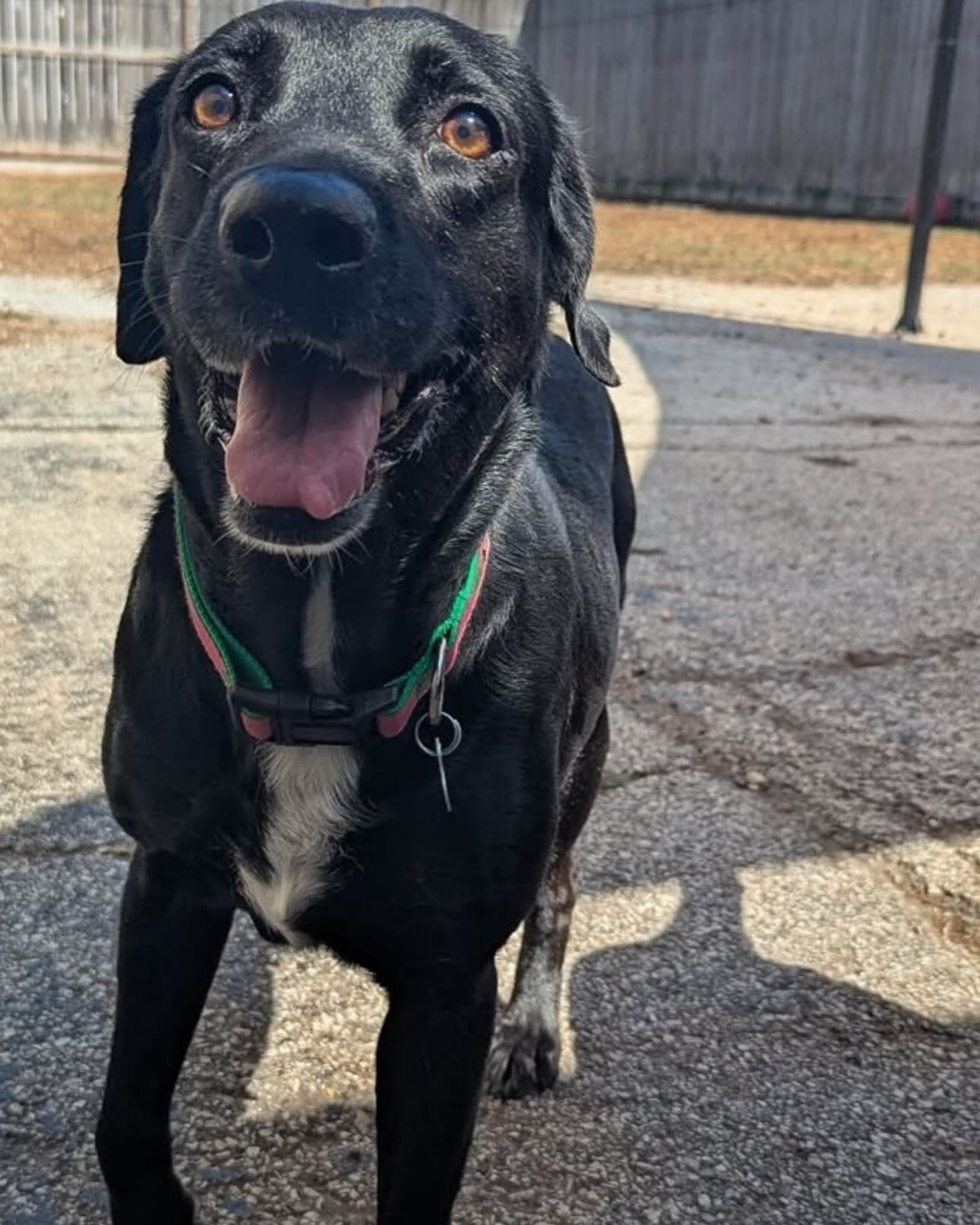adoptable Dog in Houston, TX named Rose & Lucy