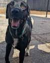 adoptable Dog in  named Rose & Lucy