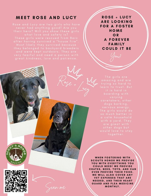picture of the dog needing adoption