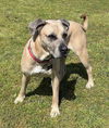 adoptable Dog in  named Lincoln