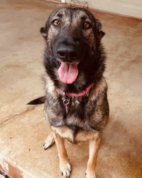 picture of the dog needing adoption