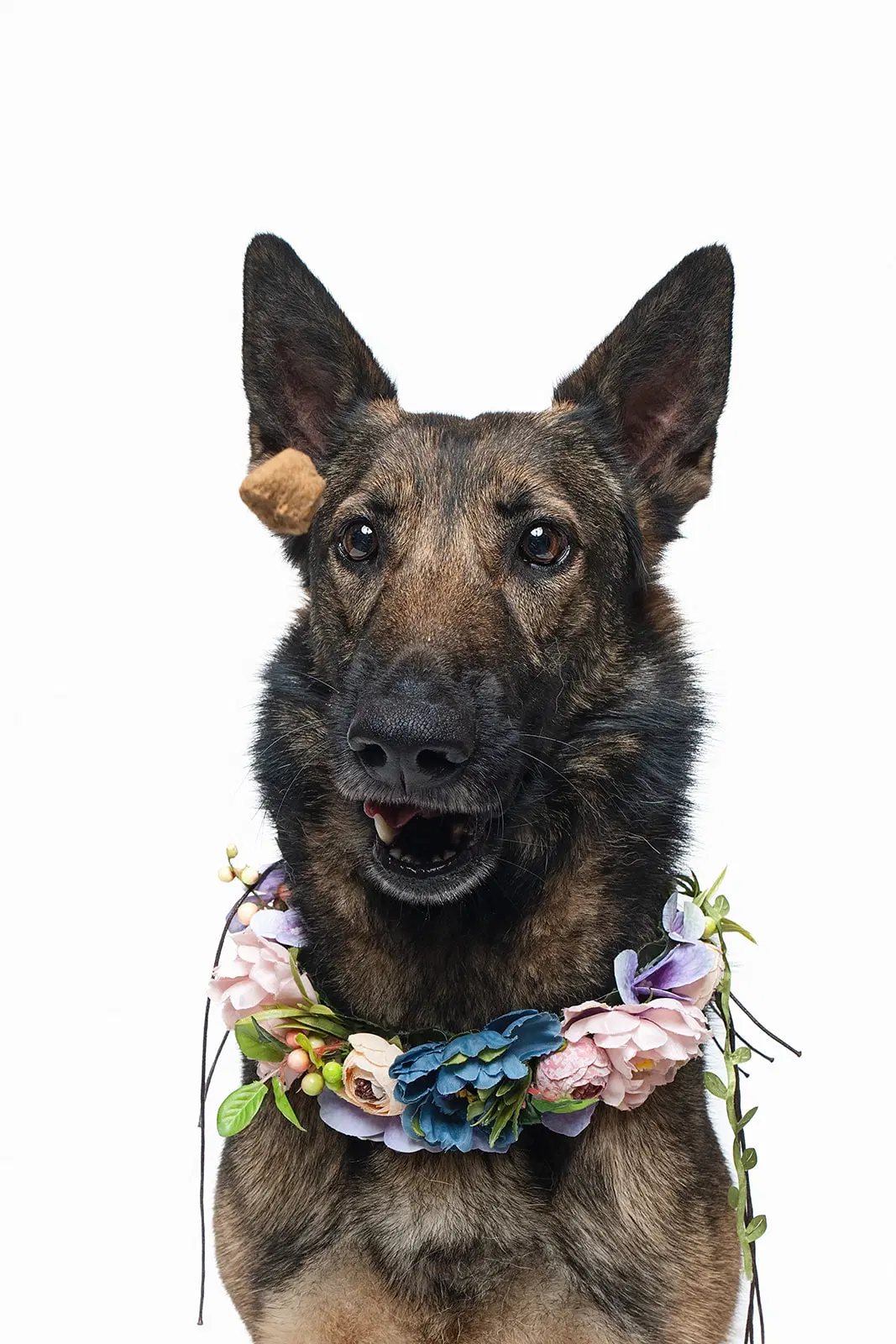 Mila - German Shepherd Dog