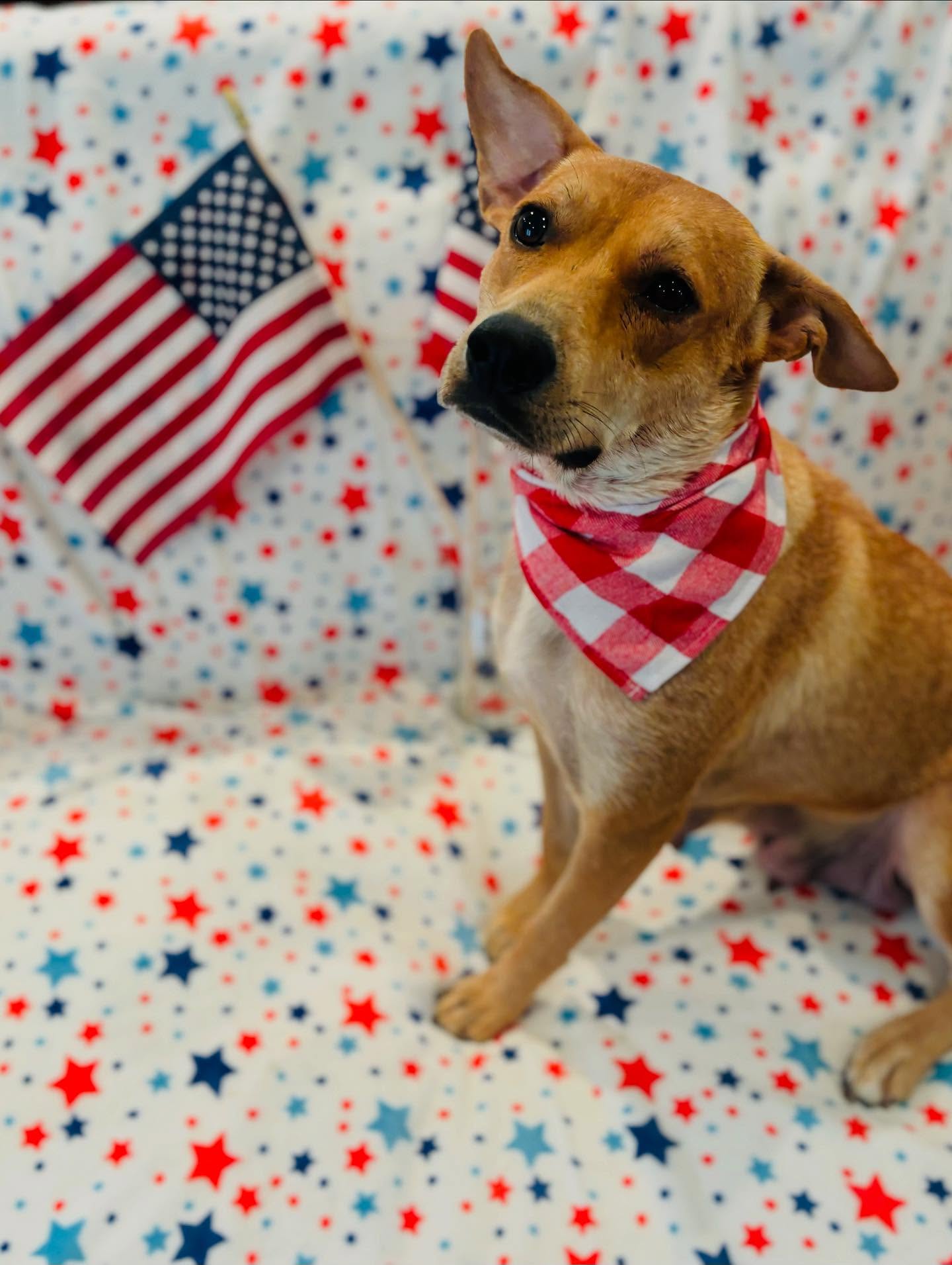 adoptable Dog in Houston, TX named Nicole