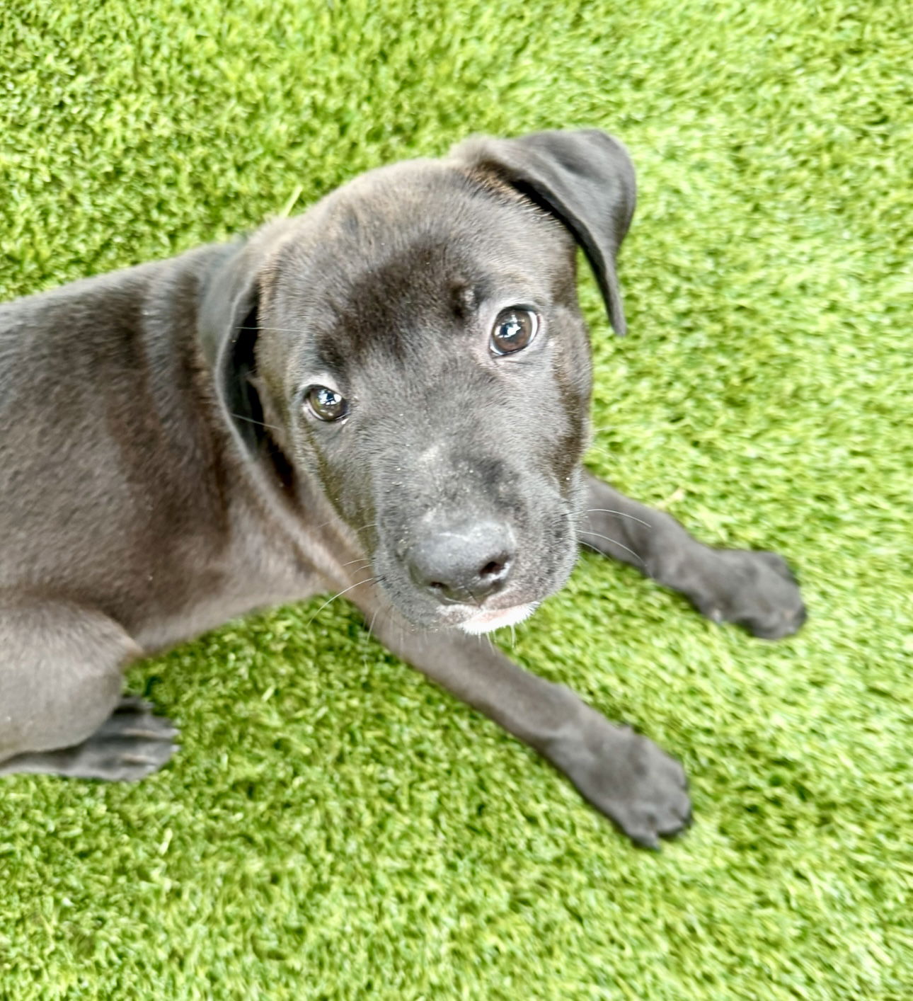 adoptable Dog in Houston, TX named Gumball