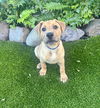 adoptable Dog in  named Darwin