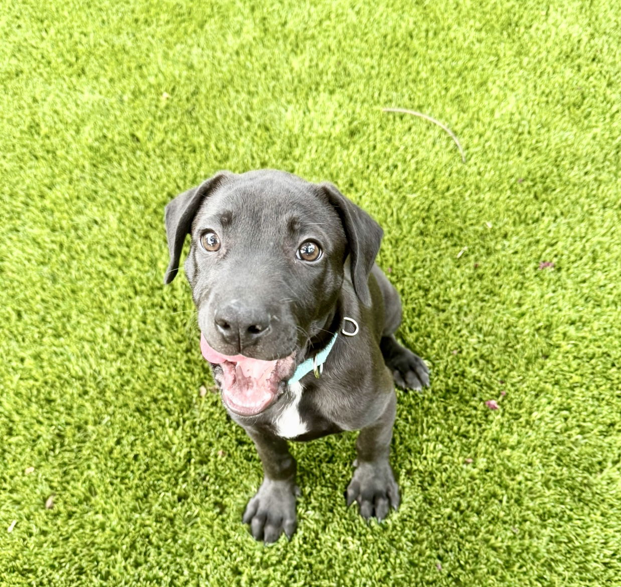 adoptable Dog in Houston, TX named Richard