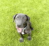 adoptable Dog in  named Richard