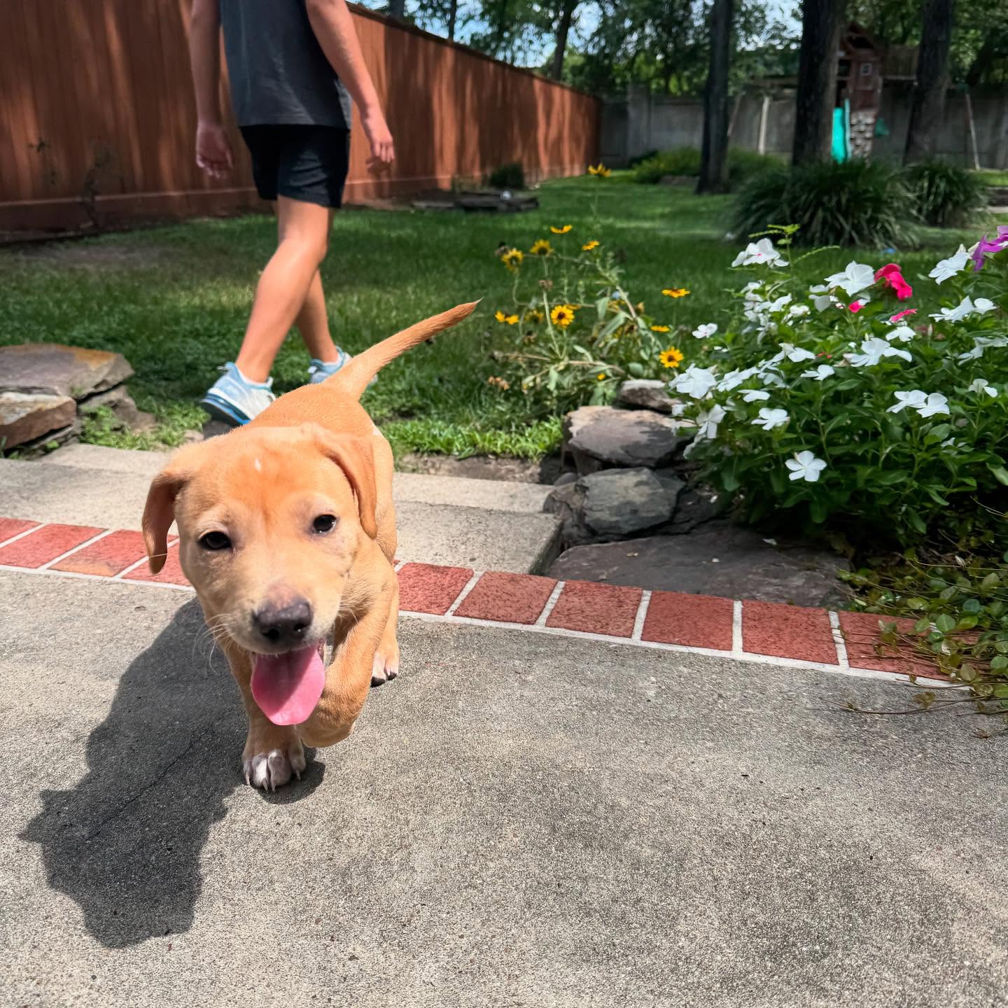 adoptable Dog in Katy, TX named Anais