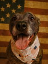 adoptable Dog in  named Amber