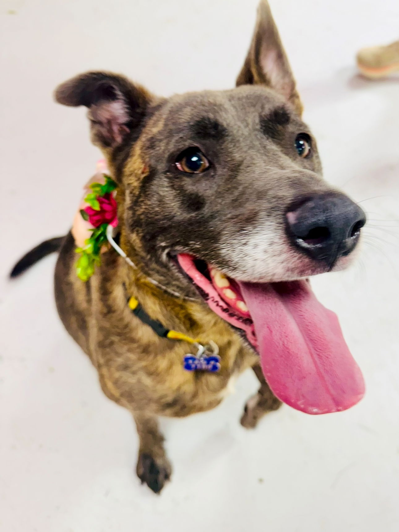adoptable Dog in Houston, TX named Amber
