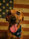 adoptable Dog in  named Cricket