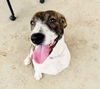 adoptable Dog in  named Ivy