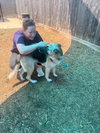 Wren - Photo 11