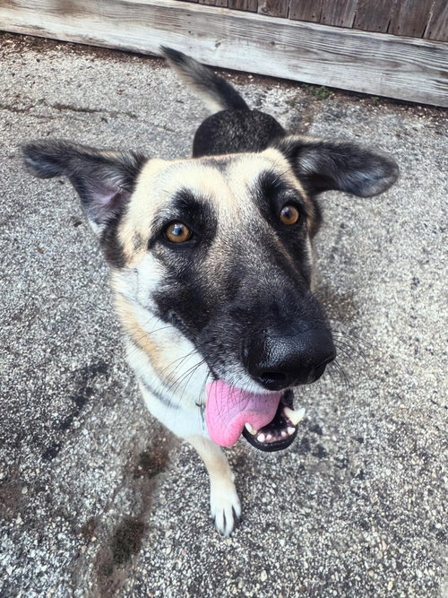 picture of the dog needing adoption
