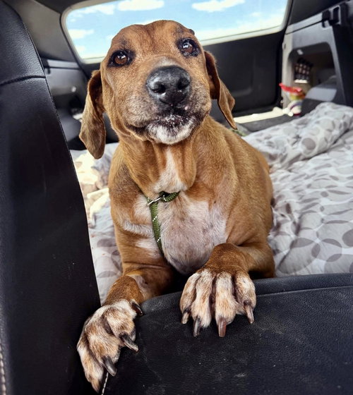 picture of the dog needing adoption