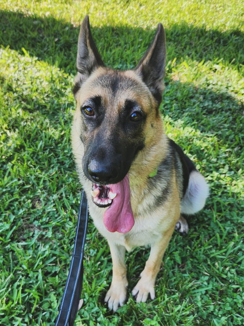 picture of the dog needing adoption