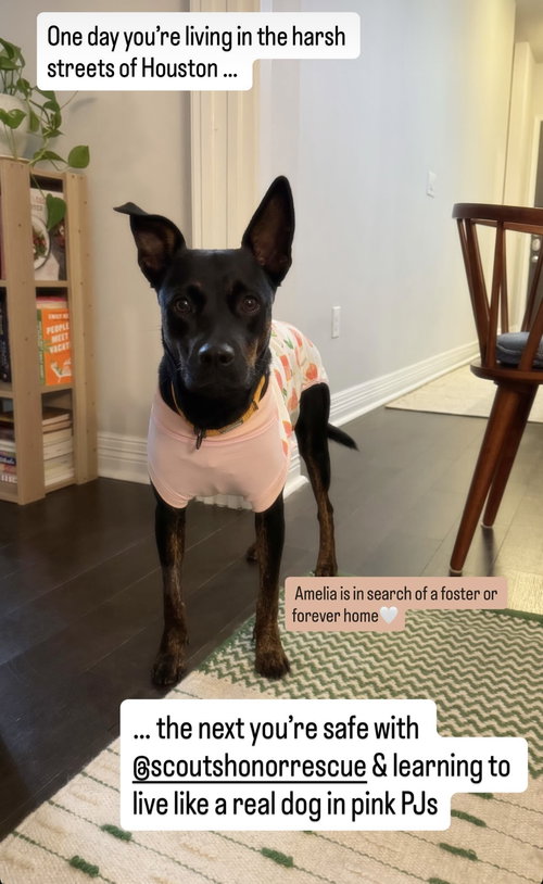 Amelia — thumbnail 16
