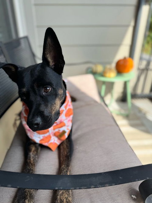 picture of the dog needing adoption