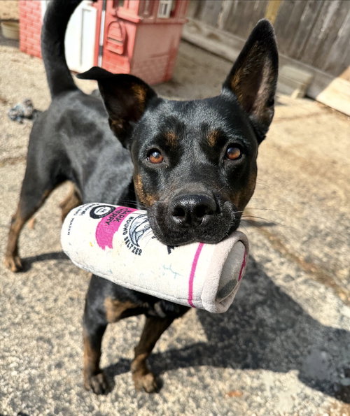 Amelia, an adoptable Shepherd in Houston, TX