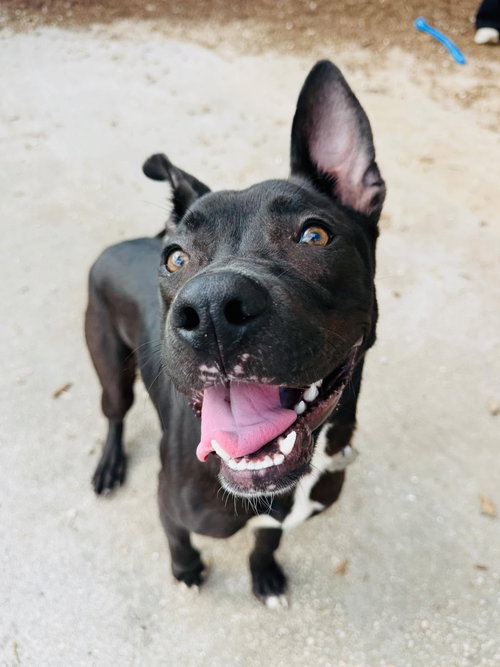 picture of the dog needing adoption