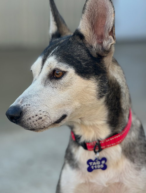 picture of the dog needing adoption