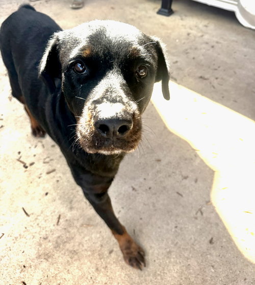 picture of the dog needing adoption