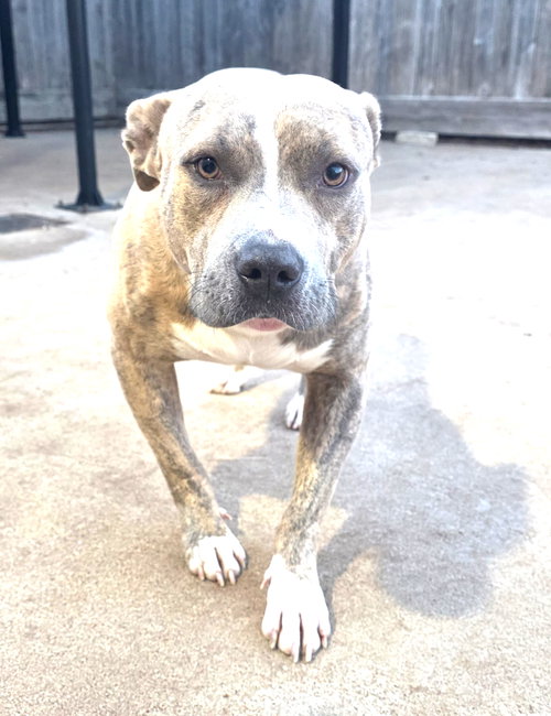 picture of the dog needing adoption