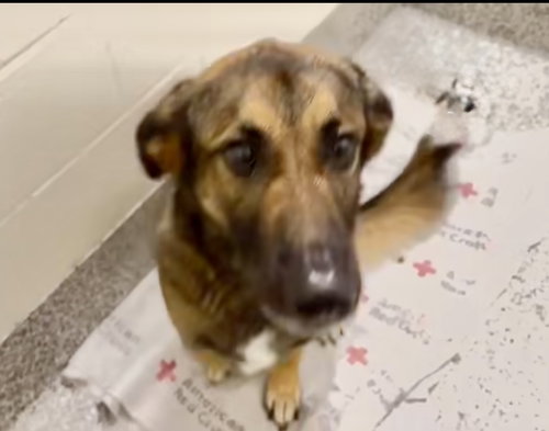 picture of the dog needing adoption