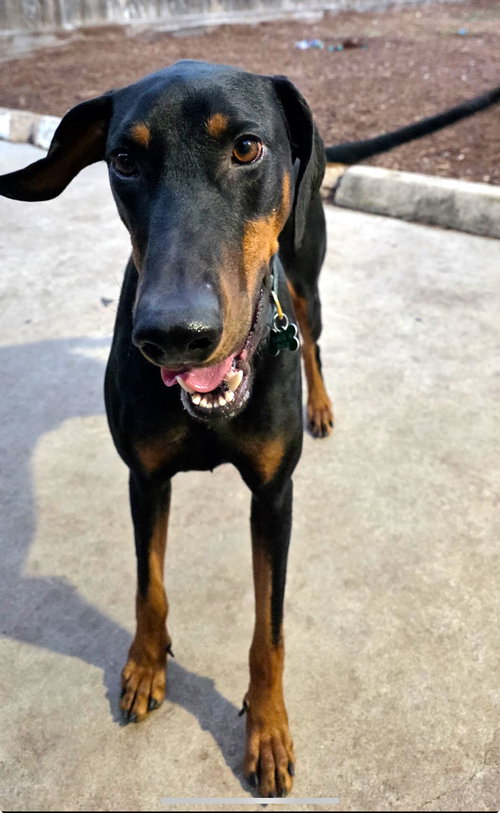 picture of the dog needing adoption